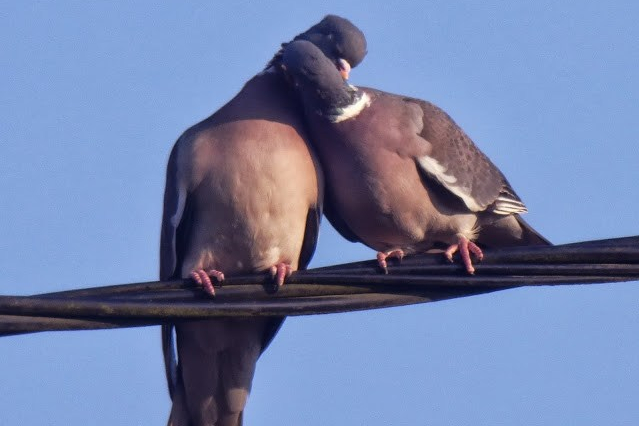 [Playlist] Saison des&nbsp;amours